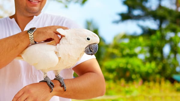 Is Lafeber's pellet food good for my conure? How to switch diets?