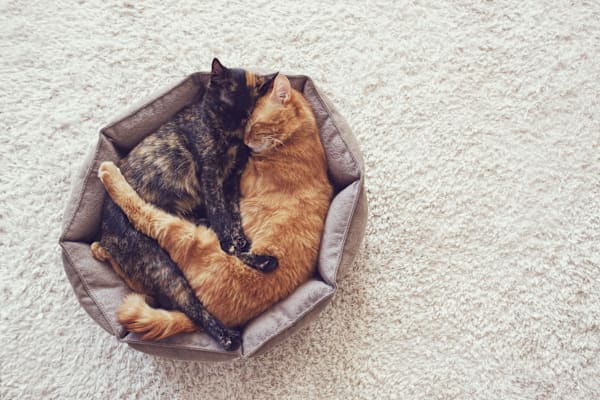 How do I introduce new adult dogs to my existing puppies and cat?