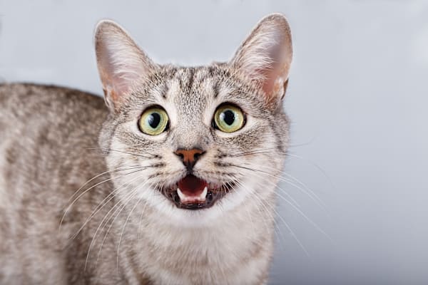 My cat won't take pills. Where can I find flavored cat medicine?