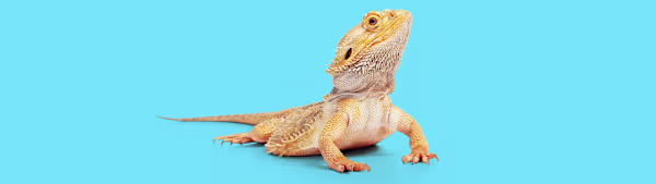 Bearded Dragon Brumation: What Pet Parents Need to Know