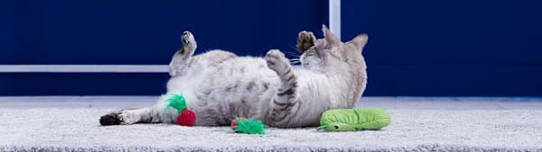 Why Senior Cats Gain Weight & Safe Methods to Help Them Slim
