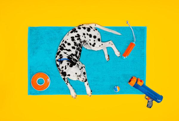 Dog Sunscreen & Beach Safety Guide | Petco