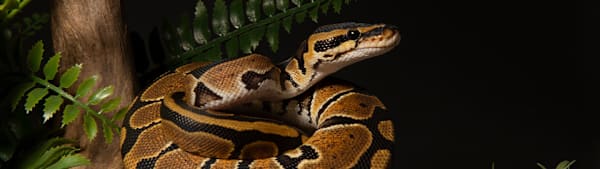 Is a Reptile Right for You? Essential Questions Before You Buy