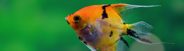 Is Your Aquarium Fish Sick? Spot & Treat Cotton Wool Disease Fast!