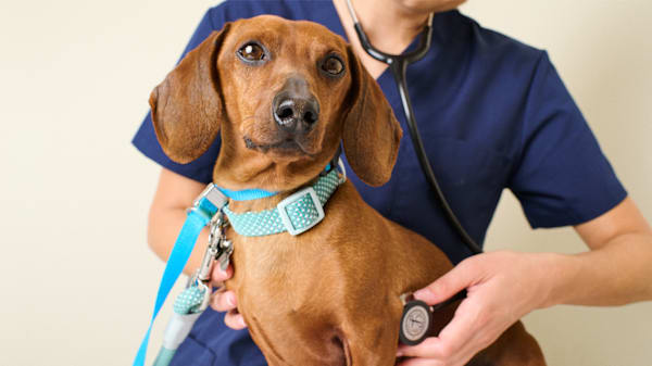 Dog Allergies: Symptoms, Causes, and Treatment Options