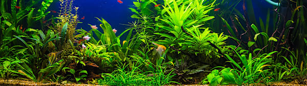 Auto Feeding Fish on Vacation: Complete Guide
