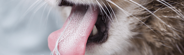 Cat Hairballs: Causes, Prevention & When to Worry