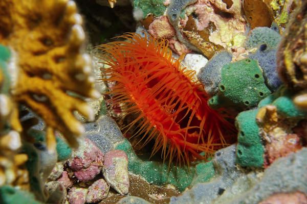 Your Mollusk's Best Life: Tank Setup, Food, & Compatibility Guide