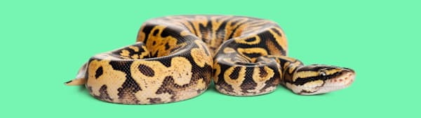Scale Rot in Reptiles: Causes, Symptoms & Treatment