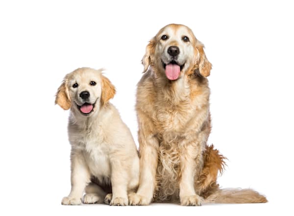 What are the best healthy homemade puppy snacks and treat brands?