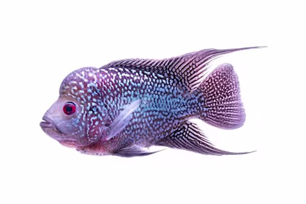 African Cichlid Care: Complete Tank Setup, Food & Compatibility