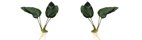 Anubias Nana Care: Easy & Beautiful Aquarium Plant for Beginners