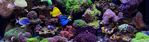 Cloudy Fish Tank? Find Causes, Get Crystal Clear Water & Happy Fish!