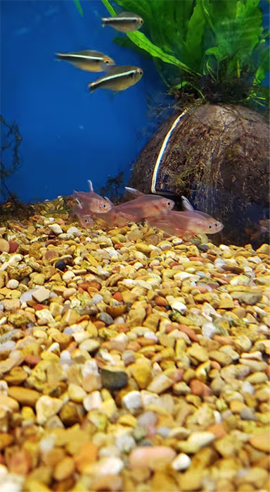Aquarium Substrate: Complete Guide for Fish Tanks