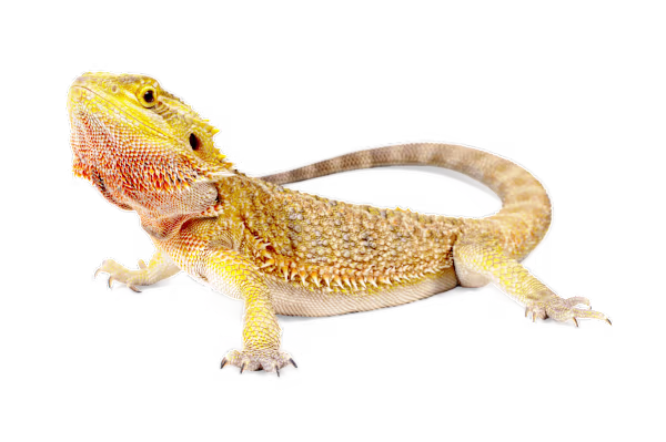 Arid Lizard Care: Expert Tips for Optimal Habitat, Diet & Health