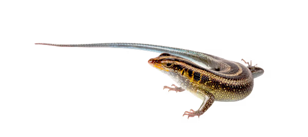 Arid Skink Care: Your Ultimate Guide to Habitat, Food & Health Tips