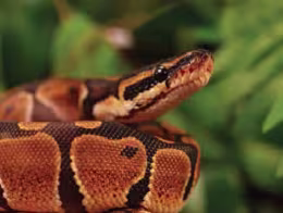 Ball Pythons: Your Ultimate Guide to Essential Pet Snake Care