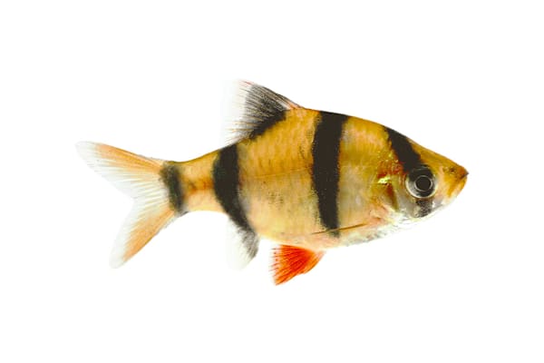Barbs Fish Care Guide for Beginners: Tank, Food & Compatibility