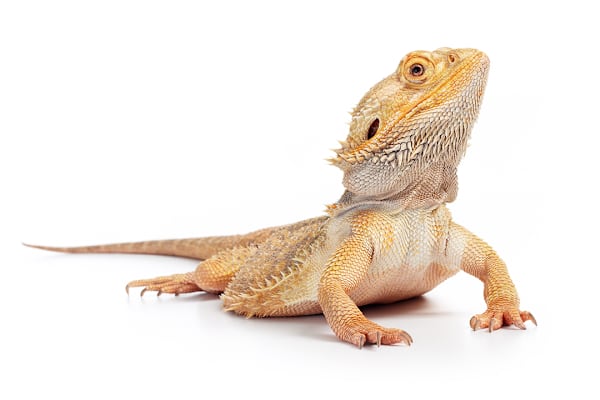 Bearded Dragon Care: Food, Habitat, Health – Your Ultimate Guide