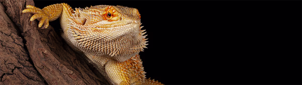 Bearded Dragon Eggs: Complete Care Guide