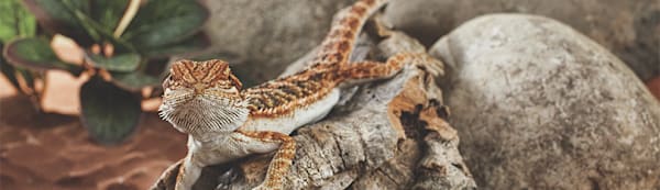 Heat Light for Lizards: Choosing the Right Reptile Lamp