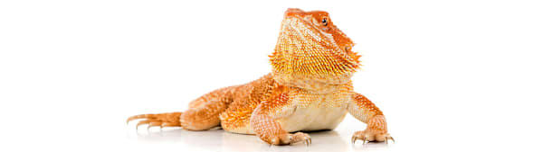Bearded Dragon Not Eating? Why & How to Get Them Eating Again
