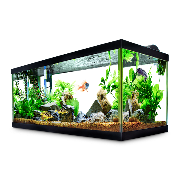 How Long Do Freshwater Fish Live? Species Guide