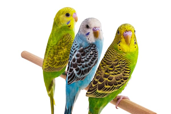 Keep Your Pet Bird Healthy: Prevent & Identify Infectious Diseases