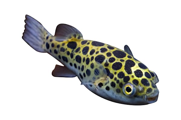 Brackish Water Fish Care: Your Complete Guide to Tank, Food & Species
