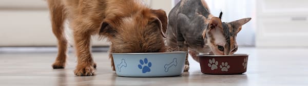 Can Dogs Eat Cat Food? A Vet-Backed Answer