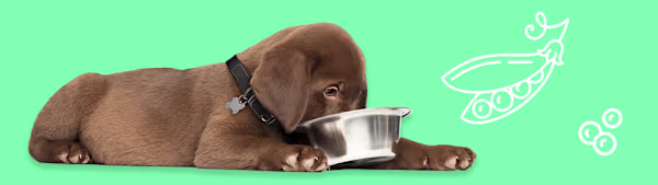 Can Dogs Eat Peas? Benefits, Risks & How to Serve
