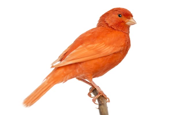 How to Care for Canaries: Food, Habitat, Health & Singing Guide