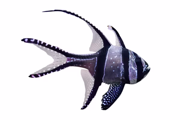 Cardinalfish Care for Beginners: Tank Setup, Feeding, & Habitat Tips