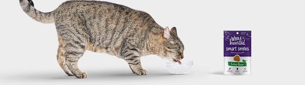 5 Tips on Cat Dental Cleaning | Petco