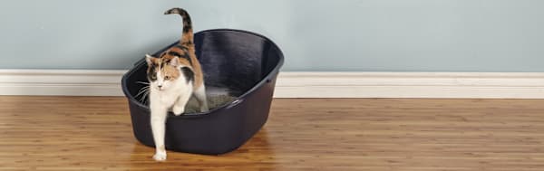 Best Cat Litter: How to Choose the Right One