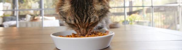 What Food Can I Feed My Cat? A Complete Guide