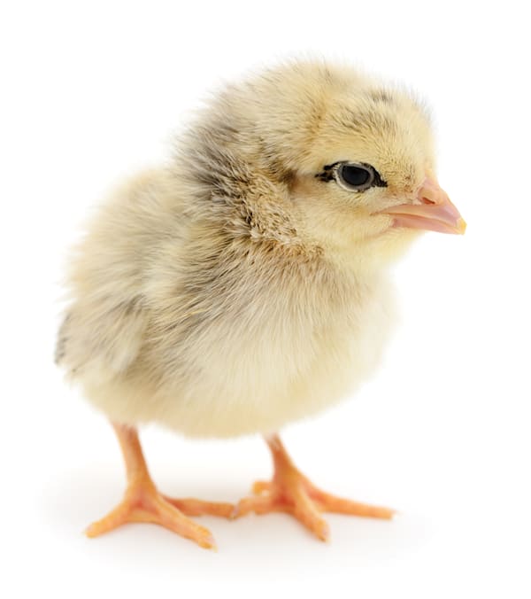 Baby Chick Care: Food, Habitat & Health for Happy, Healthy Chicks
