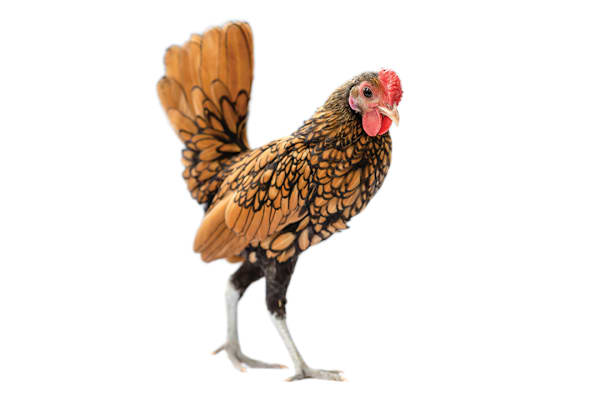 Backyard Chicken Care: Essential Guide for Happy, Healthy Hens