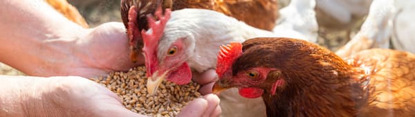 Cool Facts About Chickens + What They Can Eat