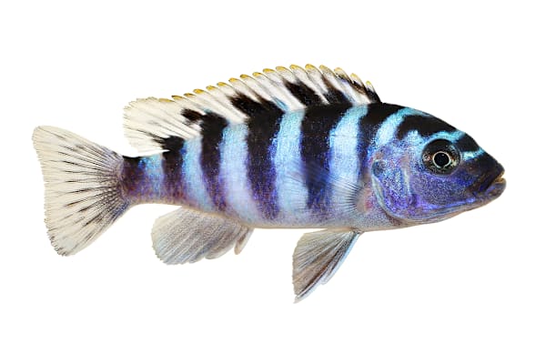 Ultimate Cichlid Care: Tank Setup, Feeding, & Compatibility Guide