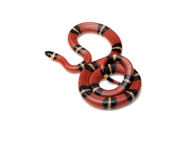 How to Care for Colubrid Snakes: Food, Habitat & Health Tips