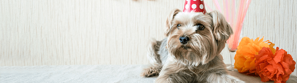 How to Throw a Dog Birthday Party