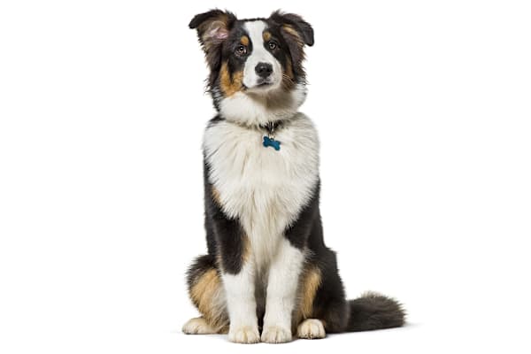 New Dog Owner's Guide: Feeding, Health, & Creating a Happy Home