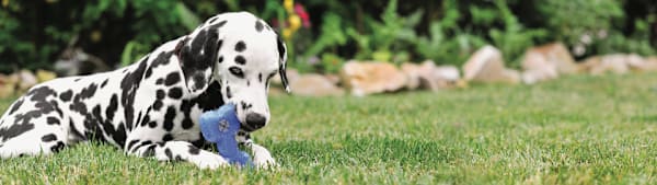Raw Dog Food: Is It Best? Benefits, Risks & Your Dog's Diet Guide