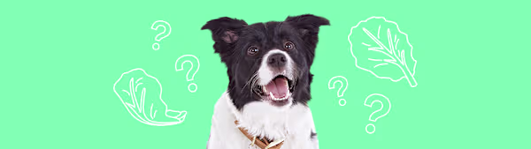 Can Dogs Eat Lettuce? What Pet Parents Should Know