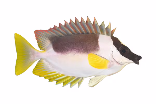 Foxface & Rabbitfish Care: Tank, Food, Compatibility, & Venomous Spines