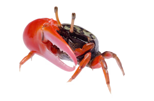 Freshwater Crab Care: Tank Setup, Diet & Thriving Habitat Guide