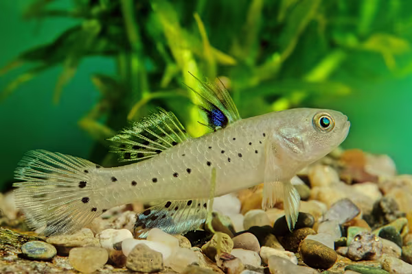 Master Goby Care: Freshwater & Brackish Tank Setup, Food, Health