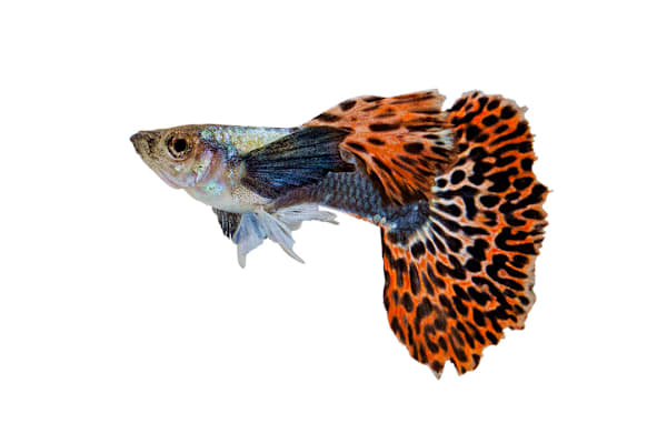Beginner's Guide: Freshwater Livebearer Tank Setup, Food & Happy Fish