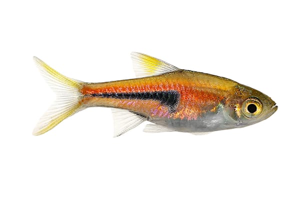 Freshwater Semi-Aggressive Fish: Top Secrets for a Thriving Tank